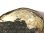画像10: 【難有り】【１８８０年頃】《セピオライト「海泡石」彫刻》フランス アンティーク 聖母マリア ドーム型ガラスフレーム 46×57mm 