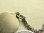 画像6: 【極美形】フランス ヴィンテージ ミュージシャン 音楽の聖人 SCECILE 聖セシリア SILVER(銀製) メダイ 著名彫刻家Bouix作 15mm(チェーン有。無し-300円引き）