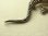 画像5: ヴィンテージ STERLING(銀925製) マーカサイト 蜥蜴（トカゲ）のブローチ 77mm《爬虫類マニアにおすすめ！キモかわいい》